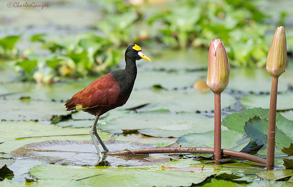 Northern Jacana_liiles