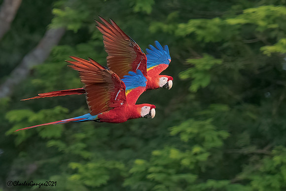 Scarlet Macaw_pair