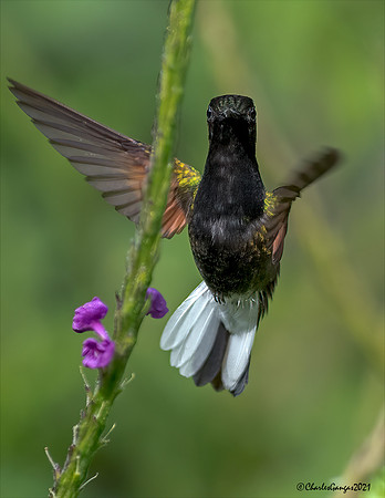 Black-bellied-Hummingbird