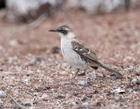 Galapagos Mockingbird