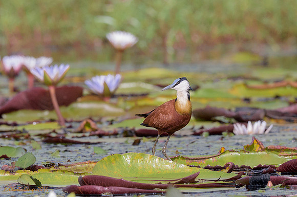 African Jacana