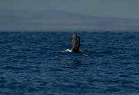 Waved Albatross