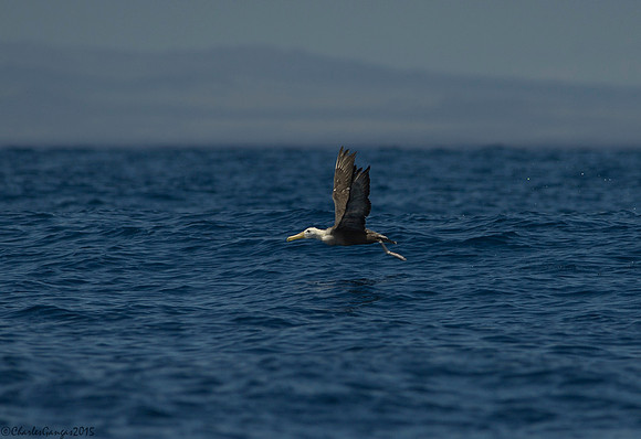 Waved Albatross