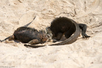 Marine Iguanas
