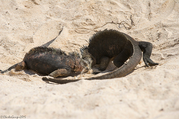 Marine Iguanas