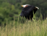 African Fish Eagle_Flight