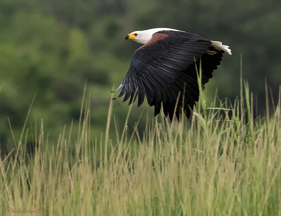 African Fish Eagle_Flight
