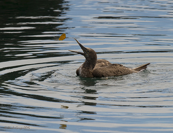 Blue-footed Booby_Imm