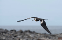 Magnificent Frigatebird_female