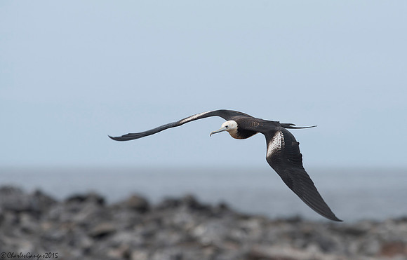 Magnificent Frigatebird_female
