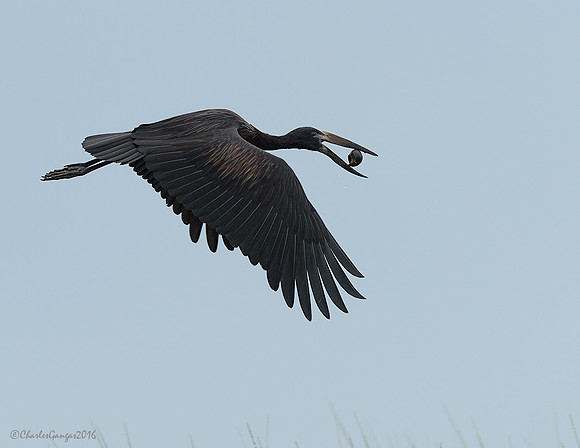 African Openbill_Fly Away