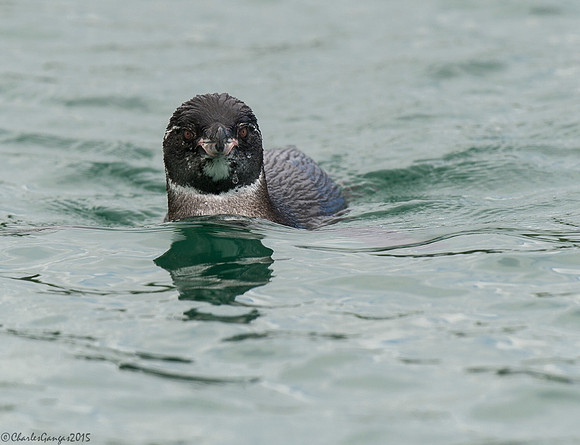 Galapagos Penguin