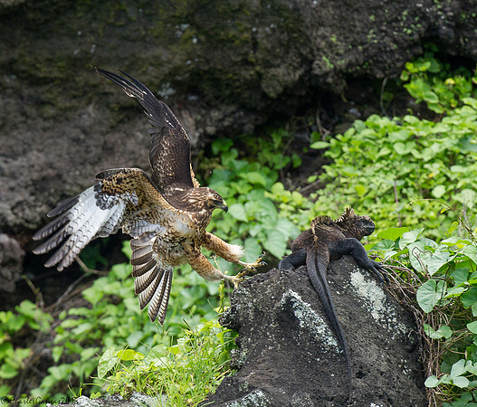 Galapagos Hawk & Marine Iguana