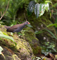 Paint-billed Crake