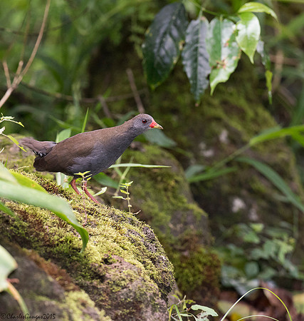 Paint-billed Crake