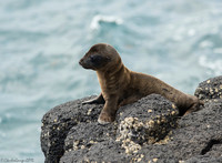 Sea Lion pup
