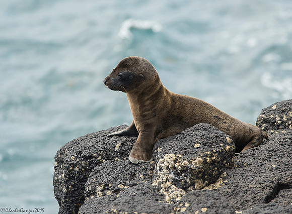 Sea Lion pup