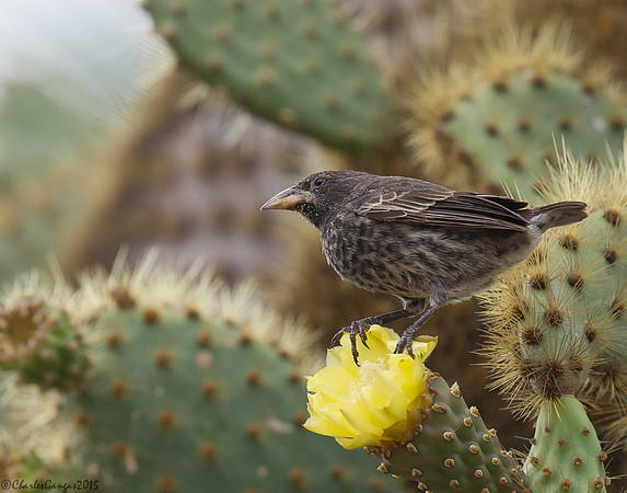 Cactus Ground Finch
