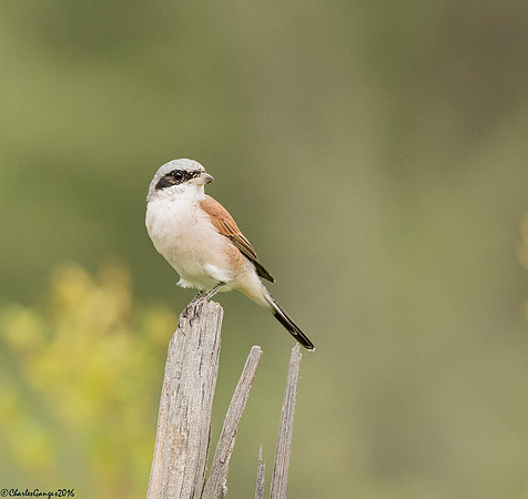 Red-backed Shrike