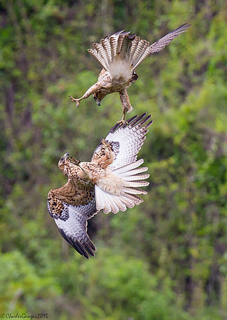 Galapagos Hawks