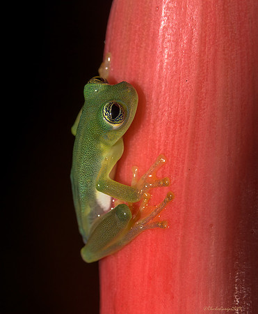 Ghost Glass-Frog