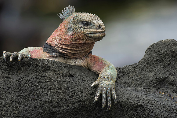 Marine Iguana