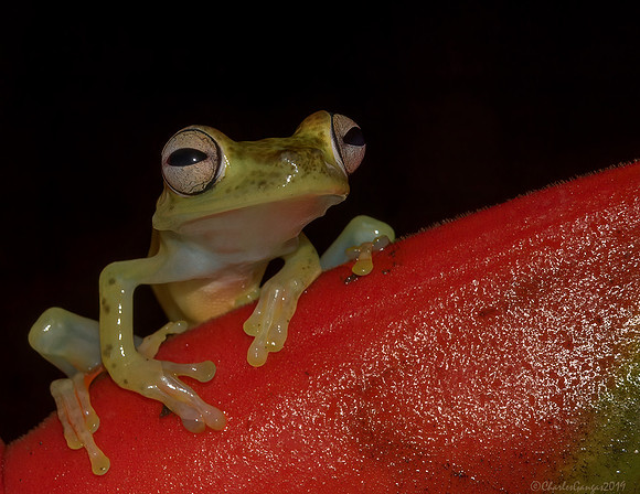 Gladiator-Tree Frog