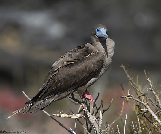Red-footed Booby