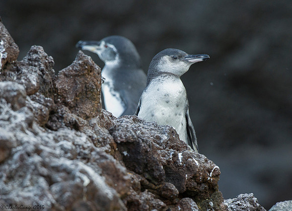 Galapagos Penguins_Mom & Chick