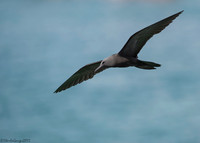 Lava Gull