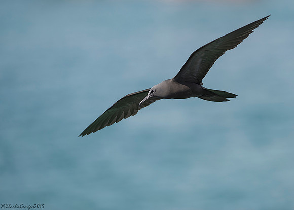 Lava Gull