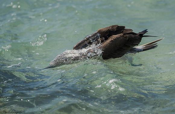 Blue-footed Booby