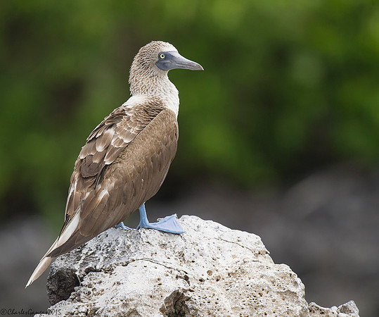 Blue-footed Booby
