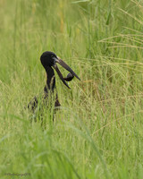 African Openbill_w/ snail