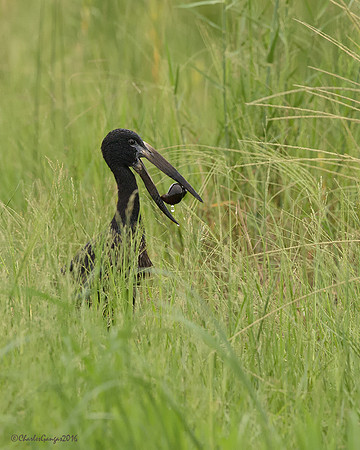 African Openbill_w/ snail