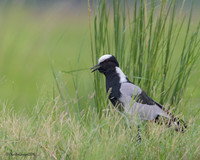 Blacksmith Lapwing