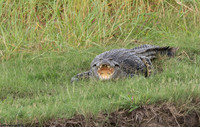 Nile Crocodile