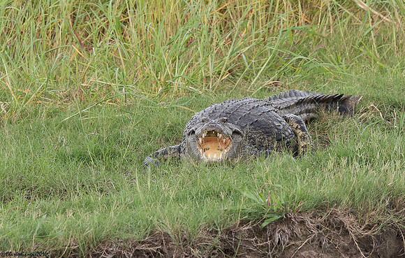 Nile Crocodile
