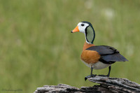 African Pygmy Goose