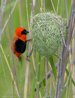 Southern Red Bishop