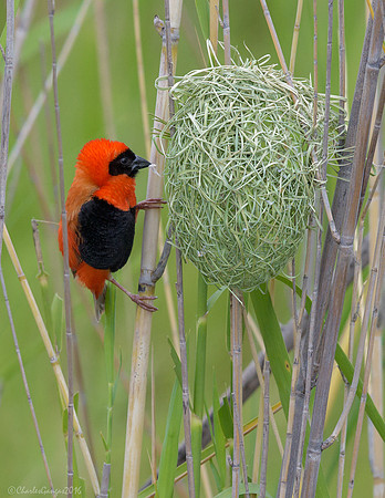 Southern Red Bishop