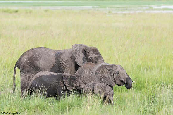 Elephant Stroll