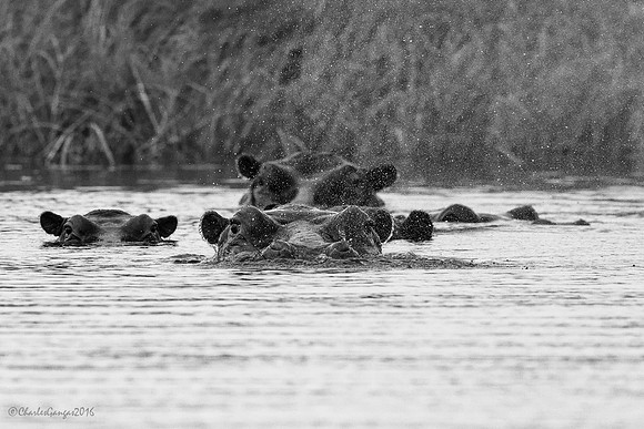 Hippo Pod