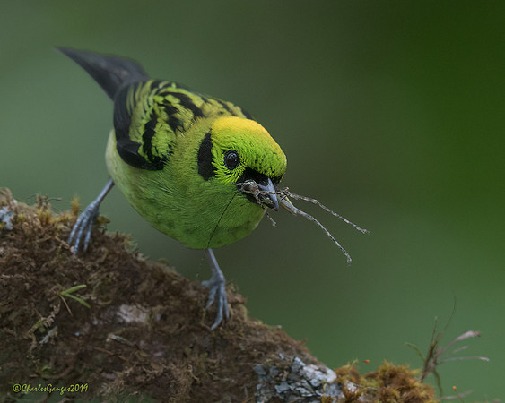 Emerald Tanager_Cricket