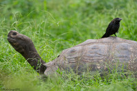 Galapagos Giant Tortoise & Smooth-billed Ani