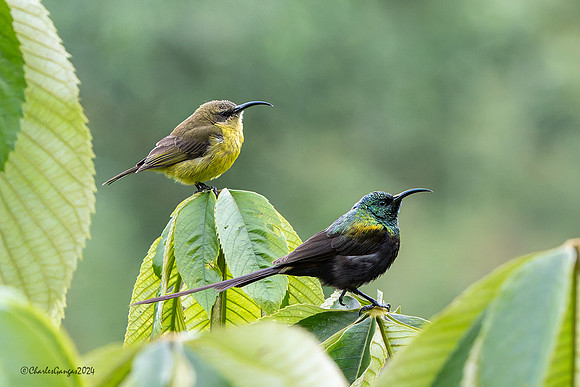 Bronze Sunbird pair
