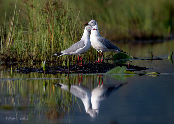 Grey-headed Gull pair