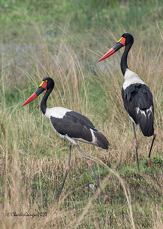 Saddle-billed Stork pair
