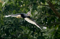 Black & White Casqued Hornbill