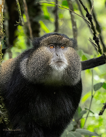 Golden Monkey_Alpha Male